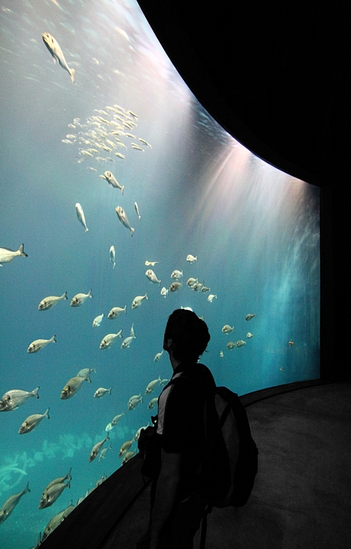 Ozeaneum Stralsund