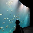 Ozeaneum Stralsund