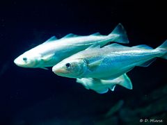 Ozeaneum Stralsund