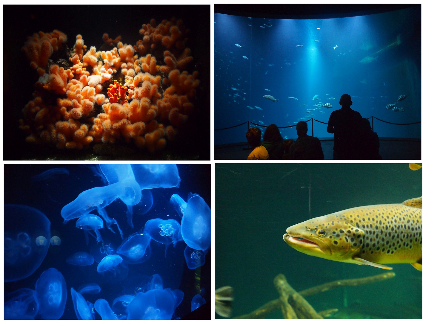 Ozeaneum Stralsund 