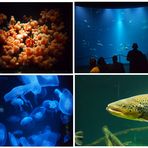 Ozeaneum Stralsund 