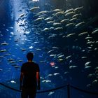 Ozeaneum Stralsund