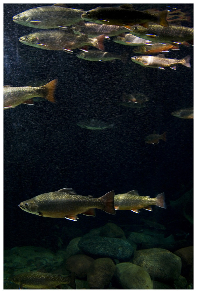 Ozeaneum Stralsund