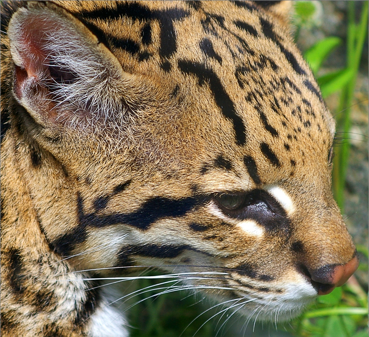 Ozelot Foto & Bild tiere, zoo, wildpark & falknerei, säugetiere