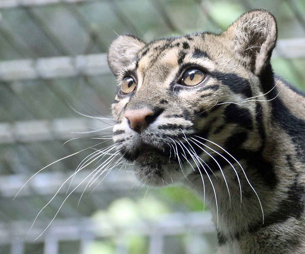 Ozelot im Duisburger Zoo (ist ein Nebelparder)