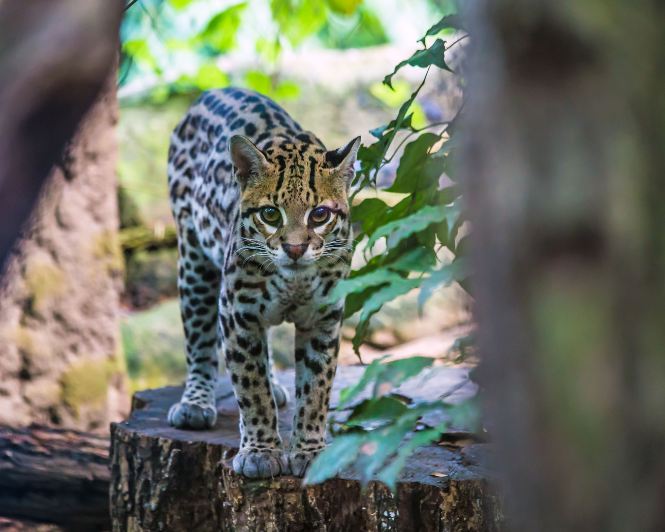 Ozelot im Zoo Leipzig