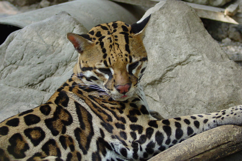 Ozelot [Leopardus pardalis]