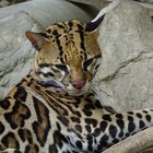 Ozelot [Leopardus pardalis]