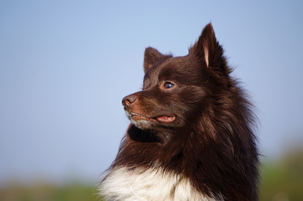 ozzy april 2011