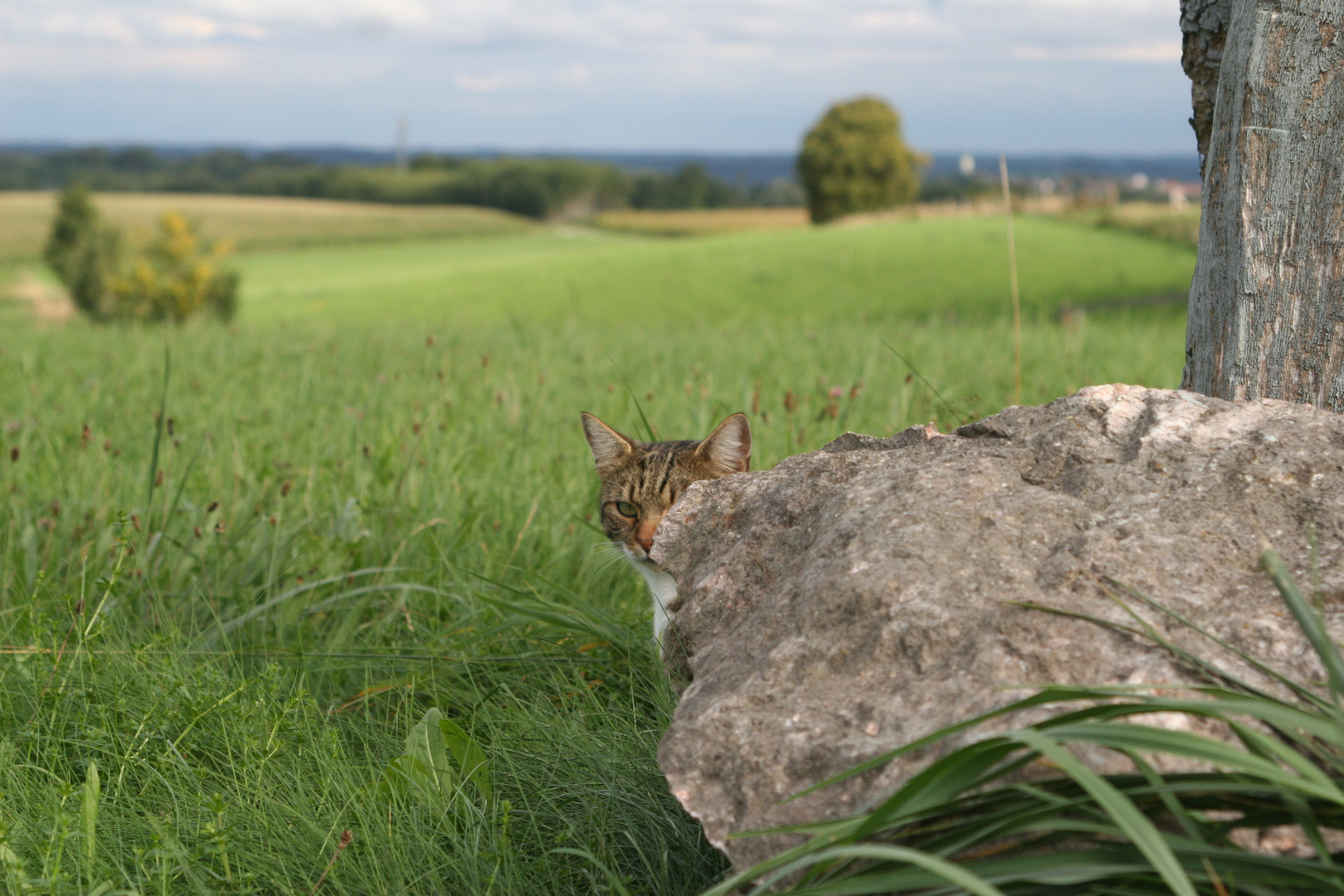 Ozzy's Kater Paradies