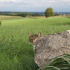 Ozzy's Kater Paradies