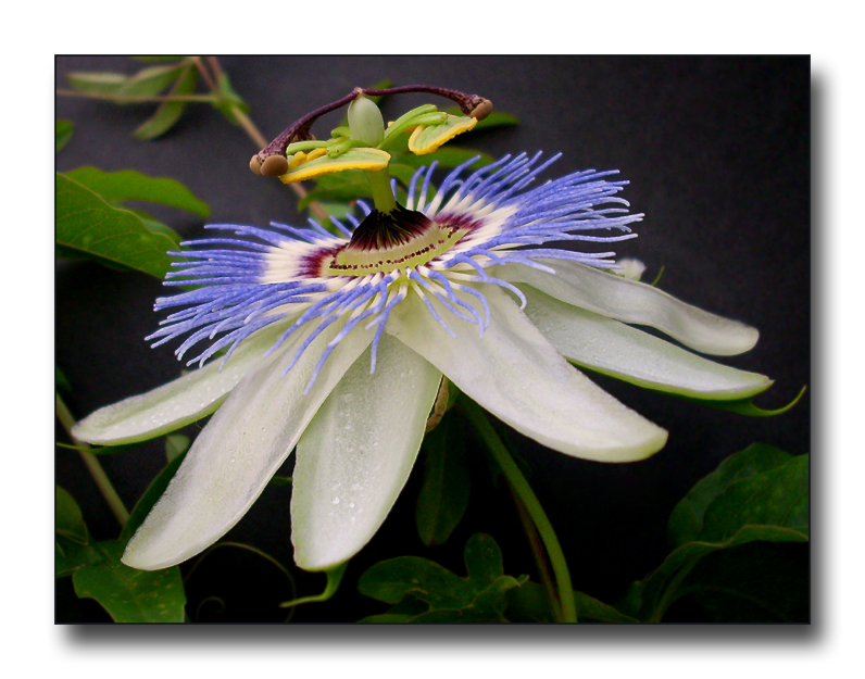 P. caerulea 'Chinensis'