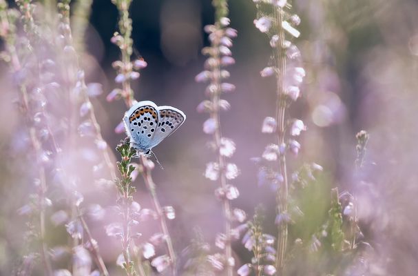 p i n k . b e d d e d