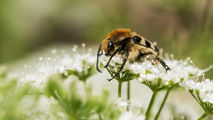 " P i n s e l k ä f e r "