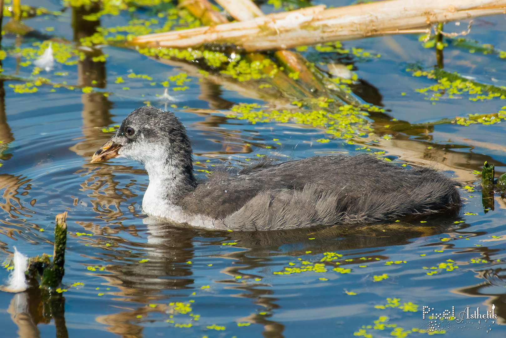 :P (juveniles Blässhuhn)