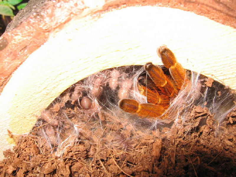 P. Murinus