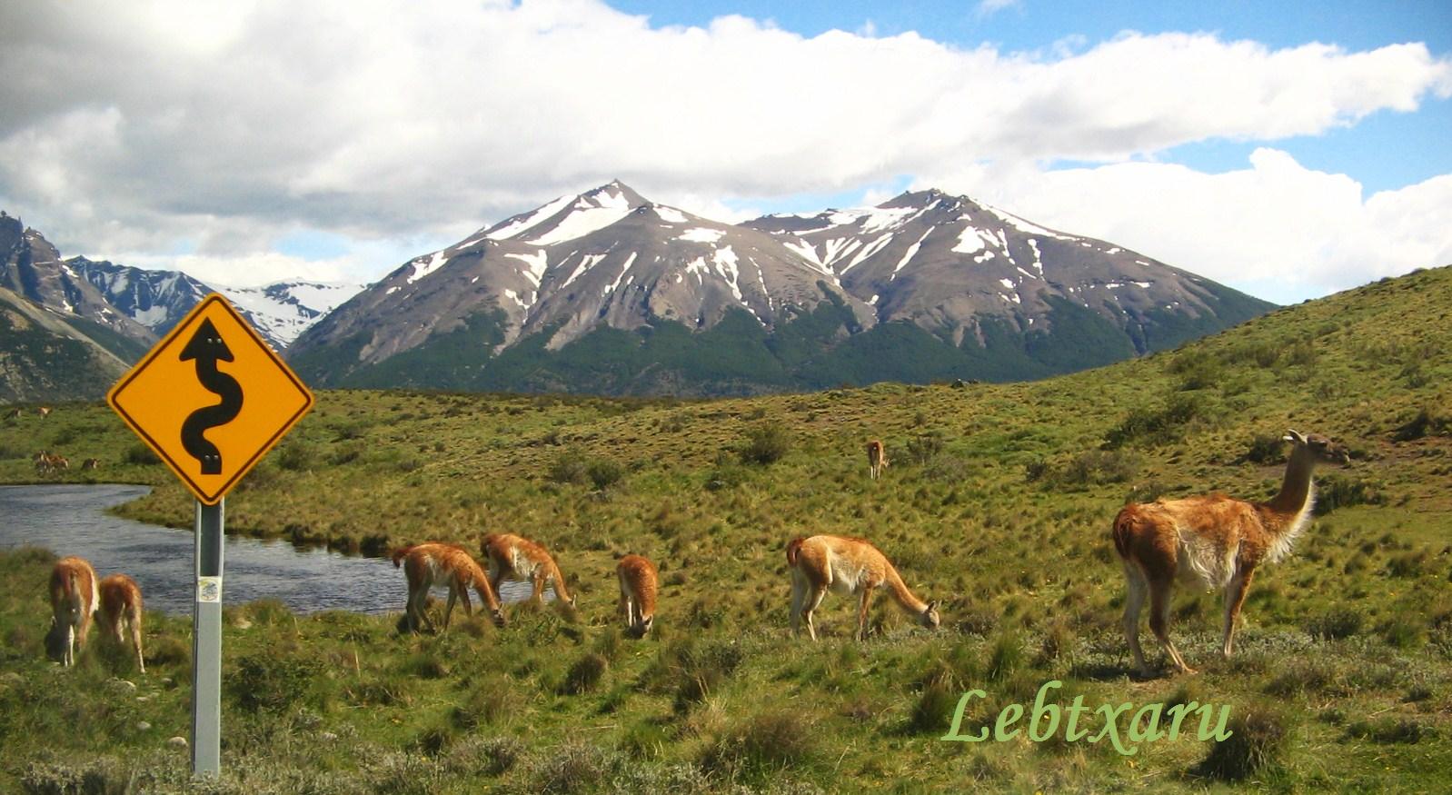 P N Torres del paine