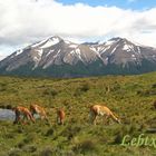 P N Torres del paine