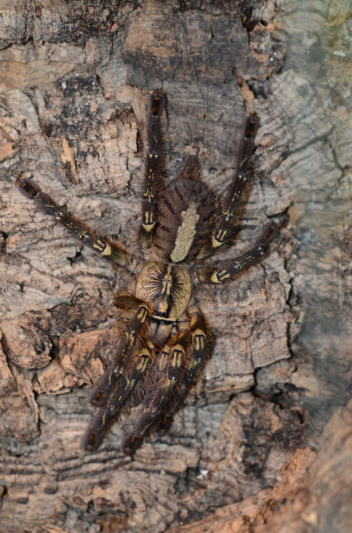 P. ornata (5cm) eine meiner Schönen