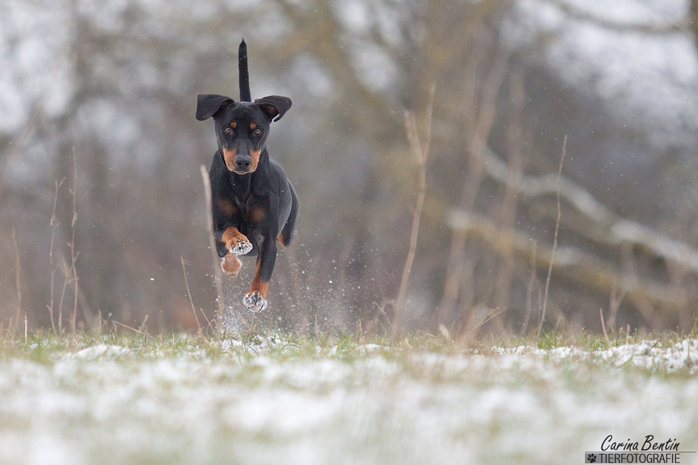 P-P = Power-Pinscher