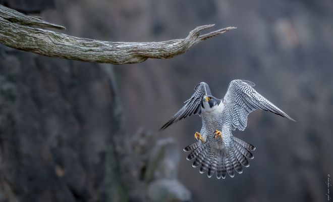 p r é p a r a t i o n .  à . l ' . a t t e r i s a g e 