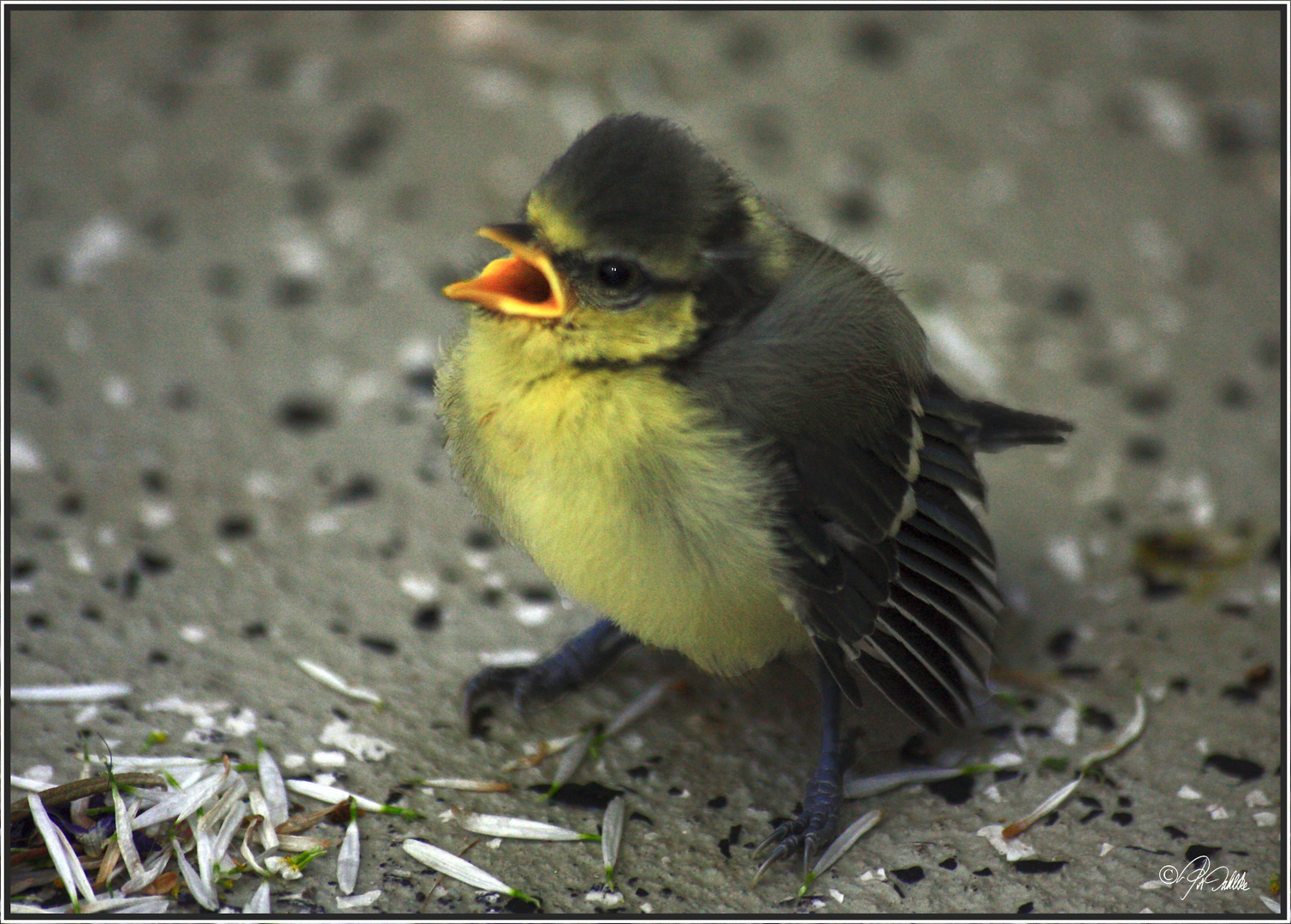 P R O T E S T.....eines Nestflüchtlings