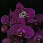 P. wahlbergii auf Orchidee
