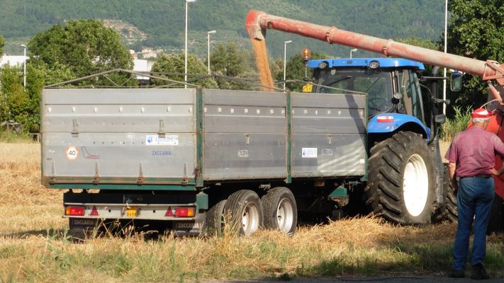 P1010595Mietitura oggi stesso