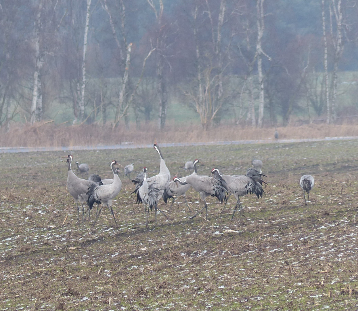 P1010898 Kraniche auf dem Feld