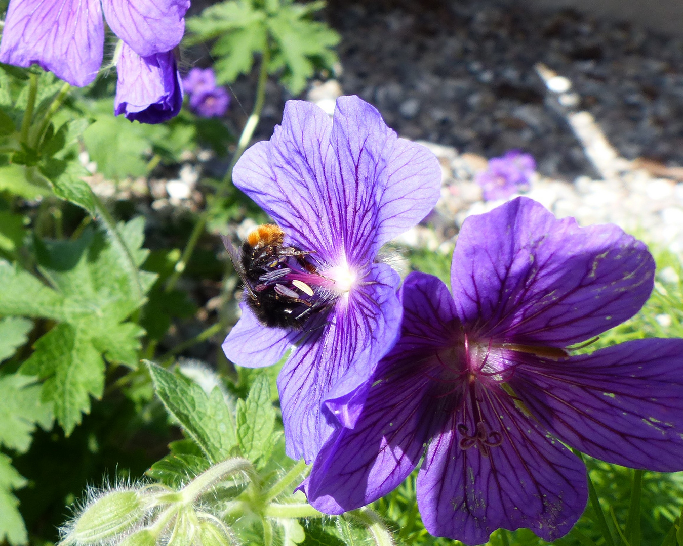 P1020358 Hummel auf Storchschnabelblüte