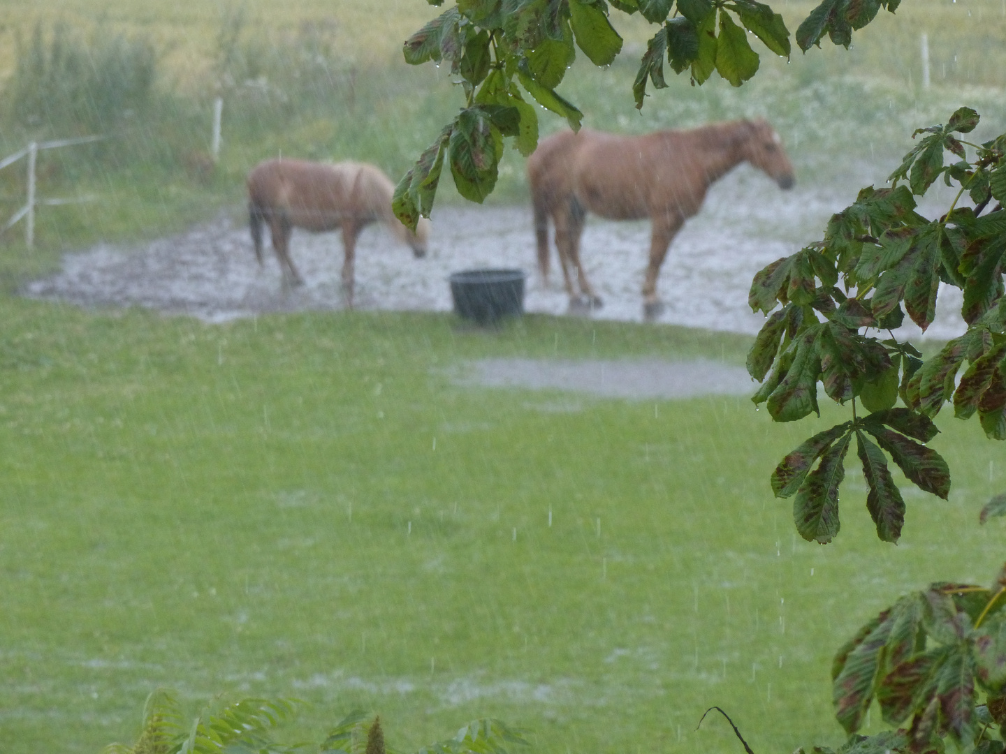 P1020496 Pferde im Regen