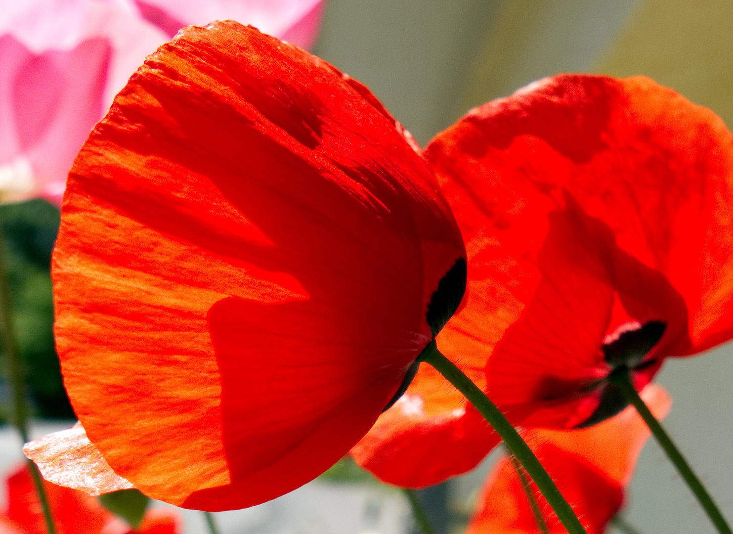 P1040932Mohn