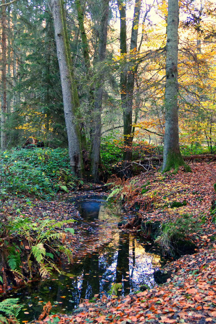 P1050087 herbst