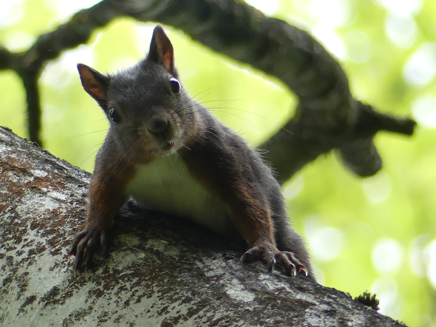 P1060422 neugieriges Eichhörnchen 