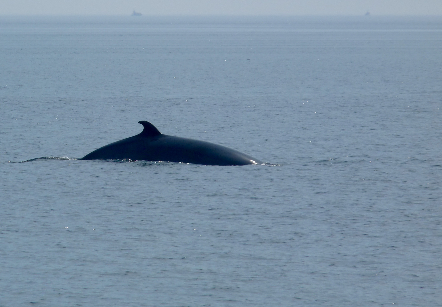 P1060486La baleine à bosses de Tadoussac