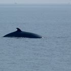 P1060486La baleine à bosses de Tadoussac