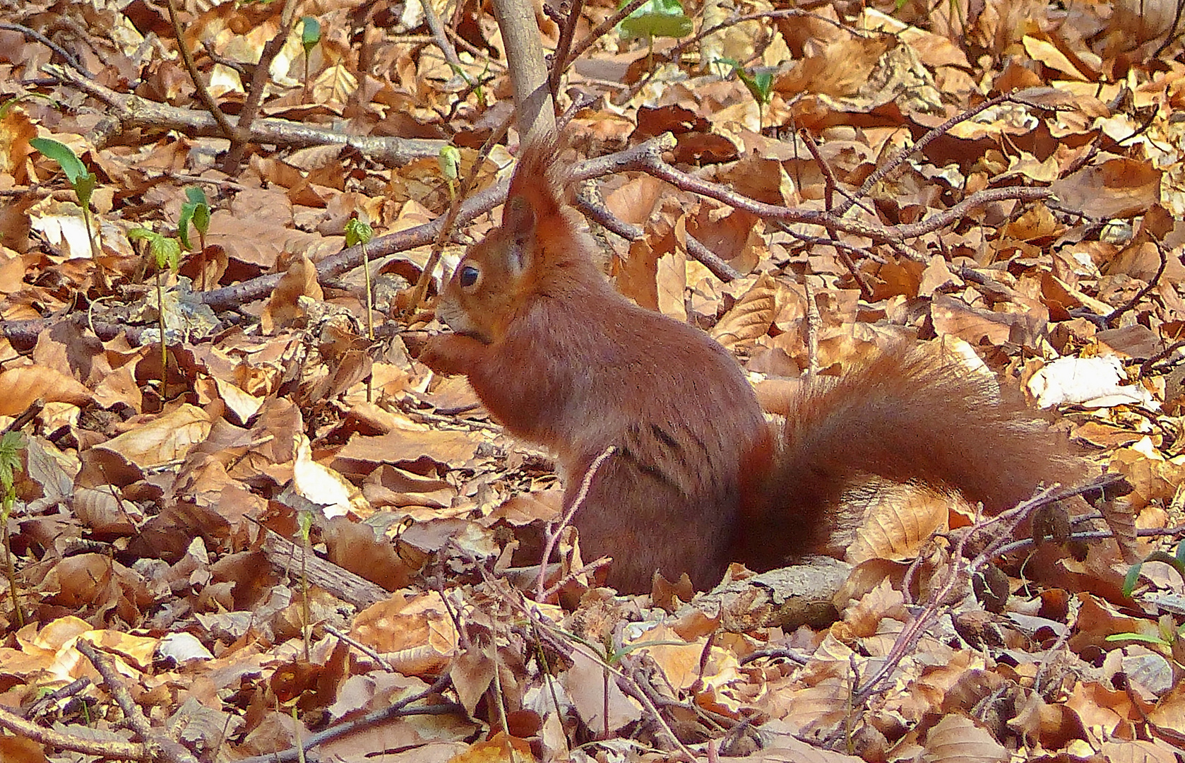 P1080171  Eichhörnchen 