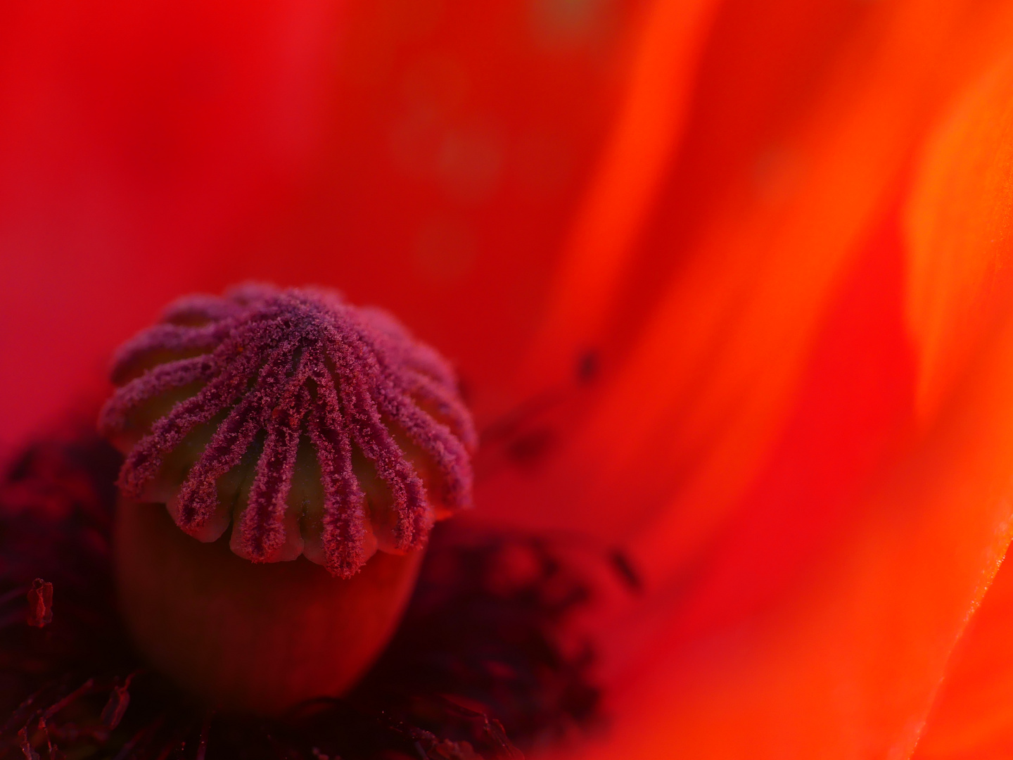 P1080897Poppy