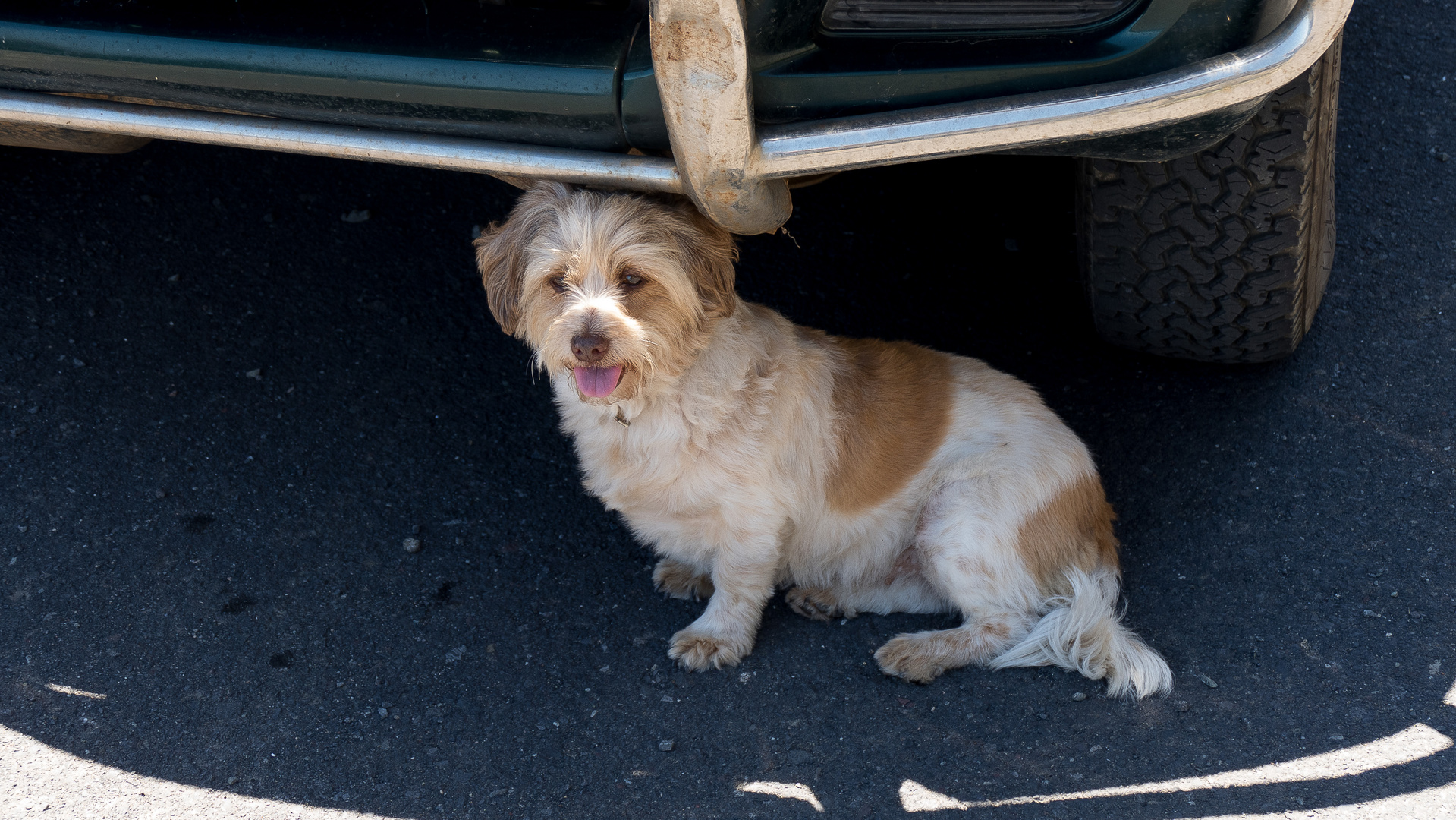 P1090216Kleiner Hund