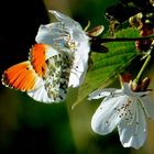 P1100426 Aurorafalter auf Wildkirschen Blüten.