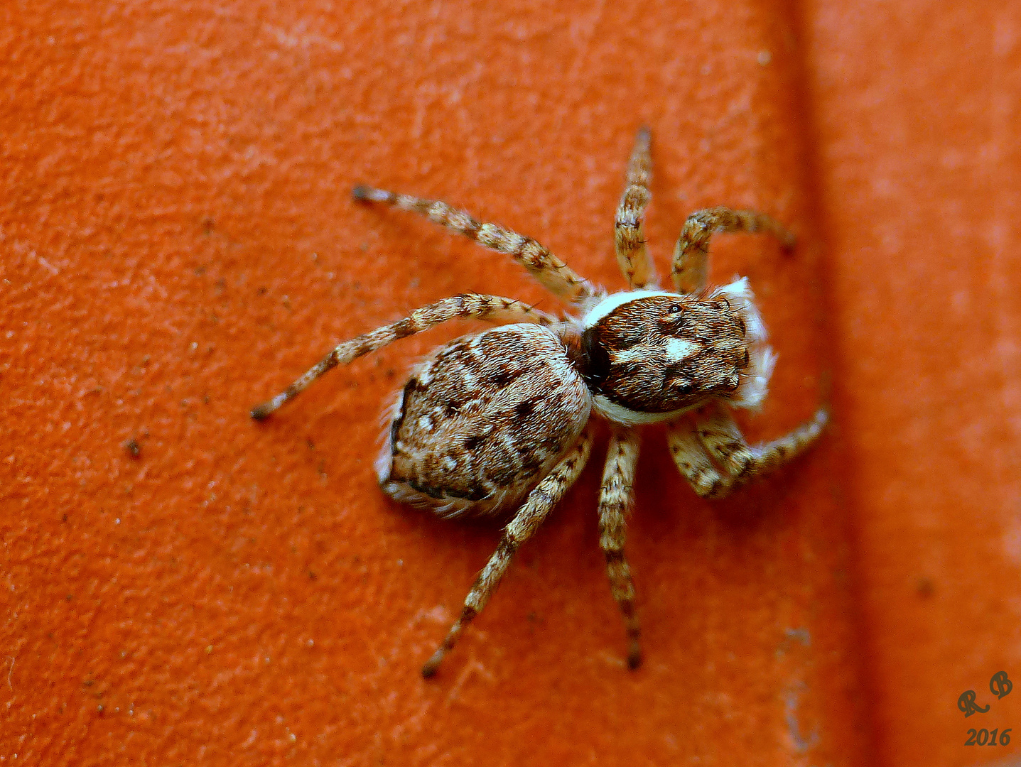 P1140474 Araignée du matin 