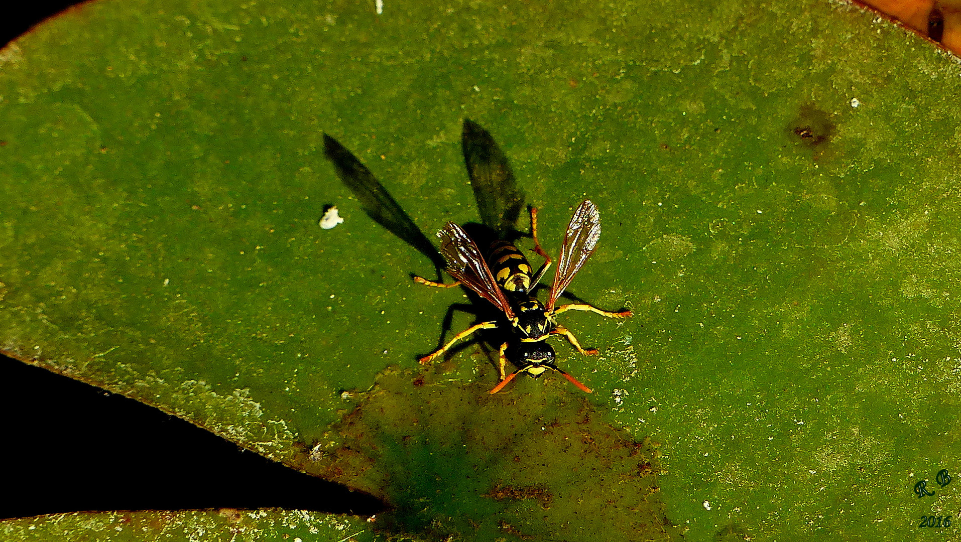 P1140518 GUÊPE