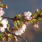 P1160Blüten im Frühjahr