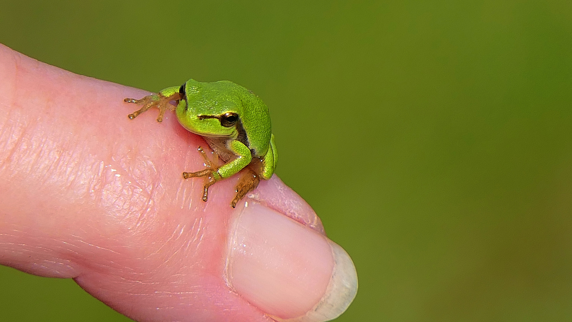 P1200745  Laubfrosch 2