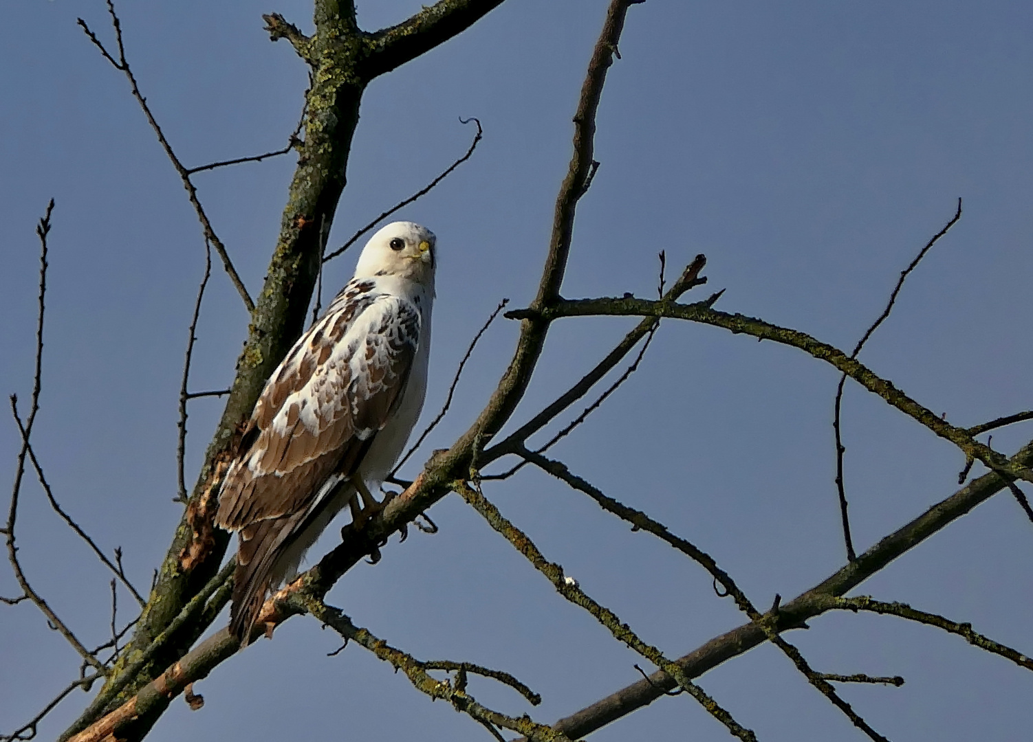 P1220777  Bussard  weiß 