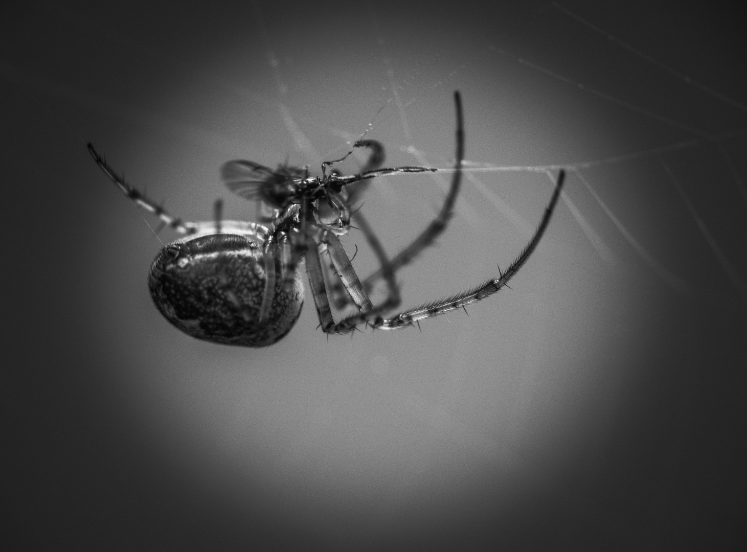 P1240072_edited_spider_bw