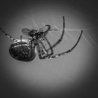 P1240072_edited_spider_bw