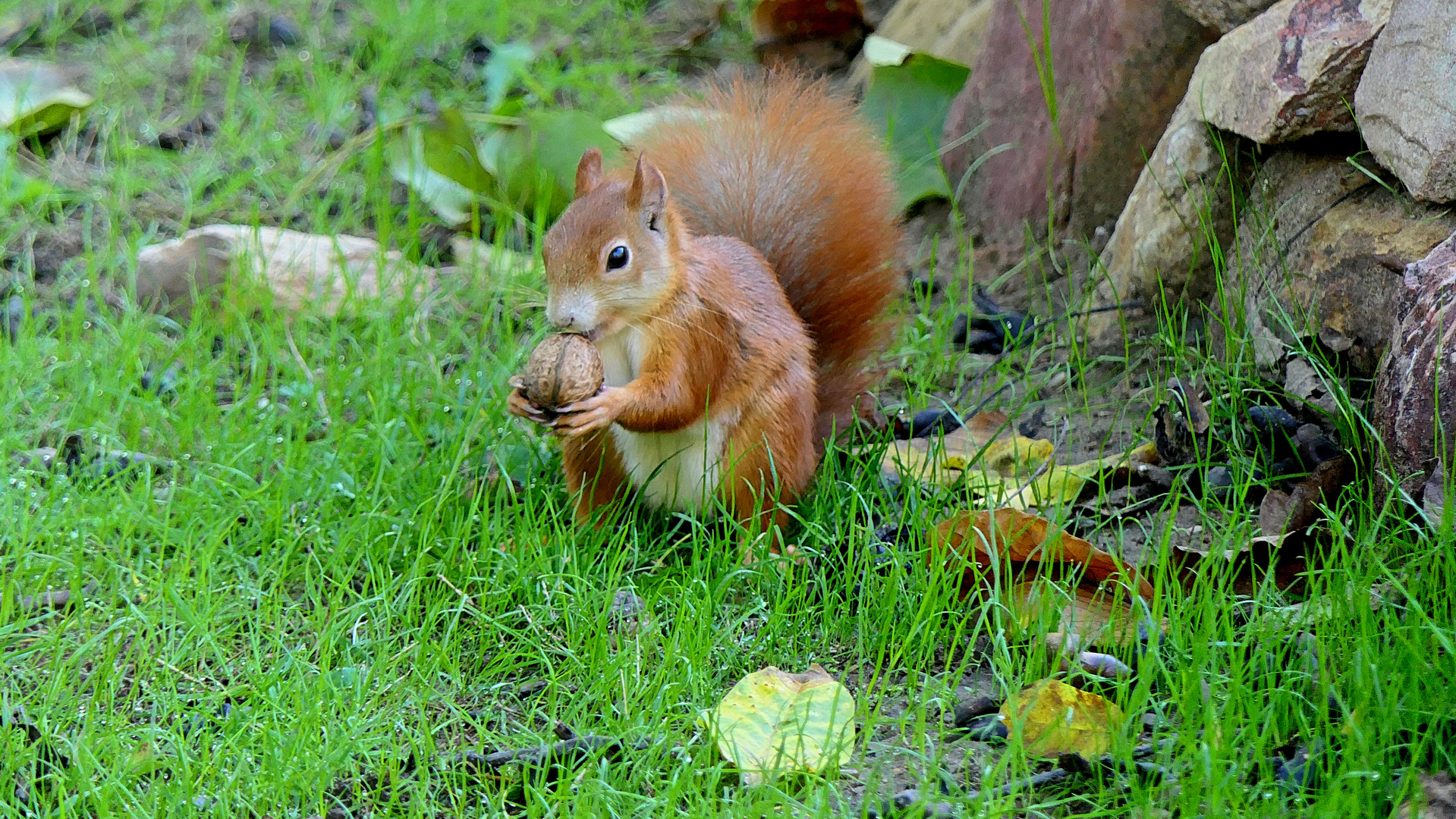 P1250122  Eichhönchen mit Nuss 1