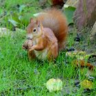 P1250122  Eichhönchen mit Nuss 1