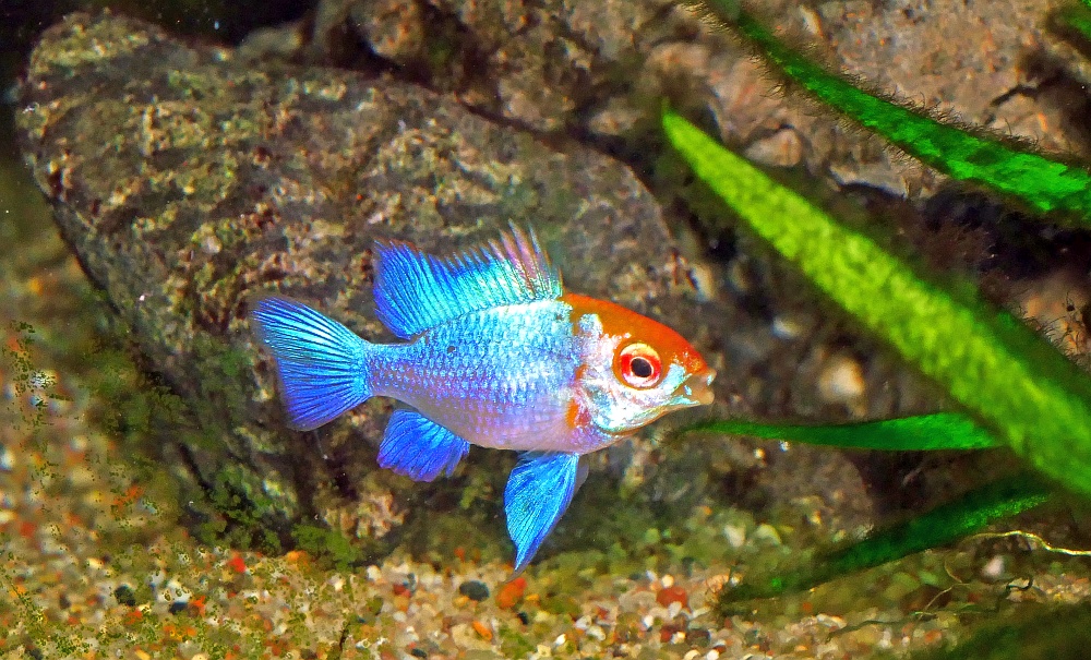 P1430069-b Schmeterlingsbundbarsch "Elektric blue redhead>Mikrogeophagus ramirezi